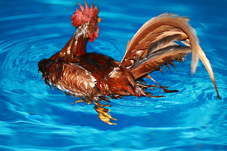 swimming-rooster2.png